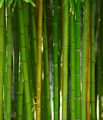 Bamboo viscose.jpeg