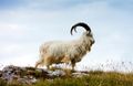 Cashmere goat.jpg