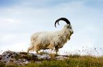 Cashmere goat.jpg