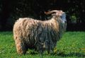 Angora goat.jpg